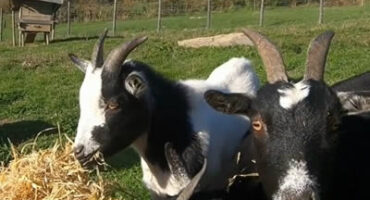 reconfinement haute vienne