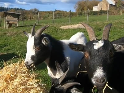 reconfinement haute vienne