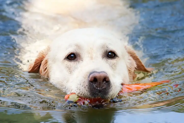 honden welkom op Camping du Lac de Bujaleuf-5