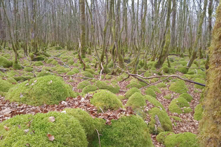 foret d'epagne 7