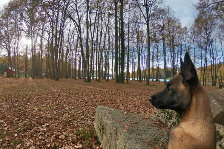 le belvedere bujaleuf 1
